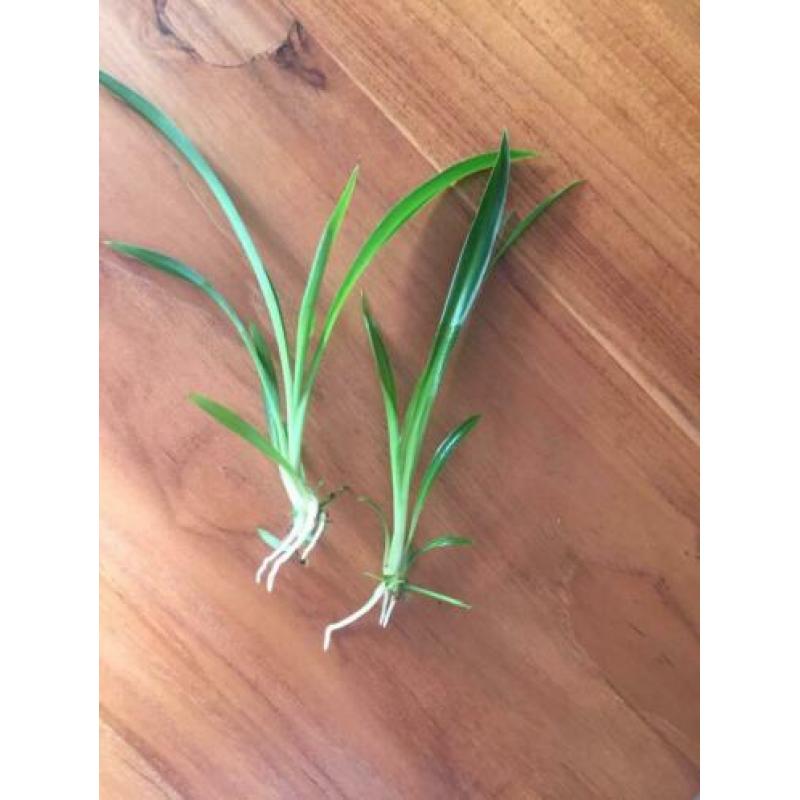 Gewortelde stekjes groene Chlorophytum, graslelie