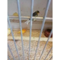 Kanaries 6 stuks bieden zitte koud