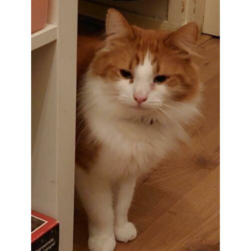 1/2 Boskat en Europees korthaar