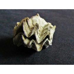 Fossiele schelp: Puntgaaf doublet Ostrea sp. - Eoceen