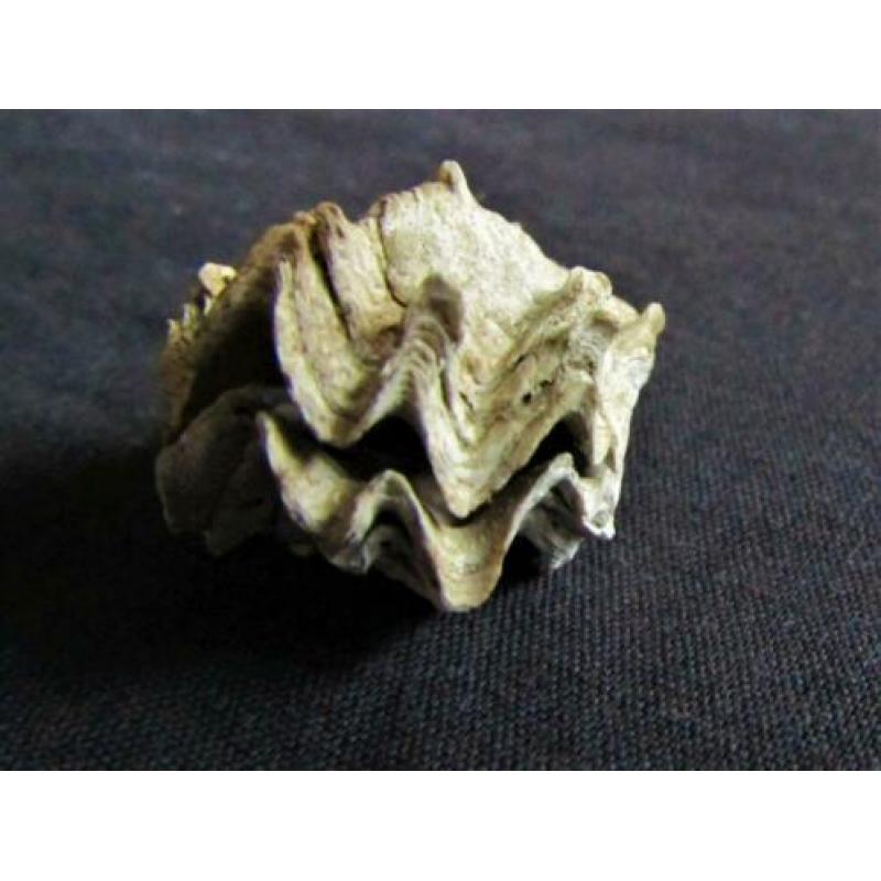 Fossiele schelp: Puntgaaf doublet Ostrea sp. - Eoceen