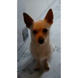 Kruising chihuahua jackrussel 14mnd