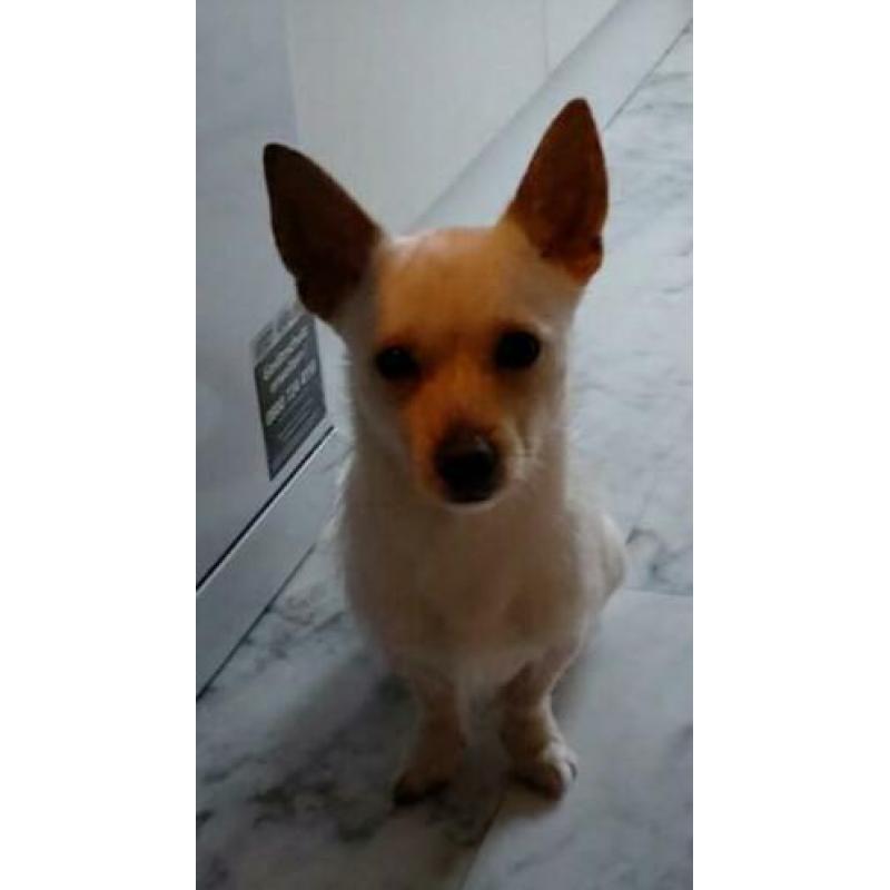 Kruising chihuahua jackrussel 14mnd