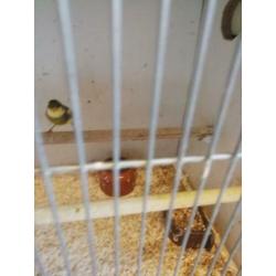 Kanaries 6 stuks bieden zitte koud
