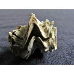 Fossiele schelp: Puntgaaf doublet Ostrea sp. - Eoceen