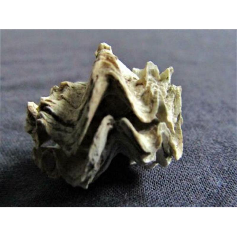 Fossiele schelp: Puntgaaf doublet Ostrea sp. - Eoceen