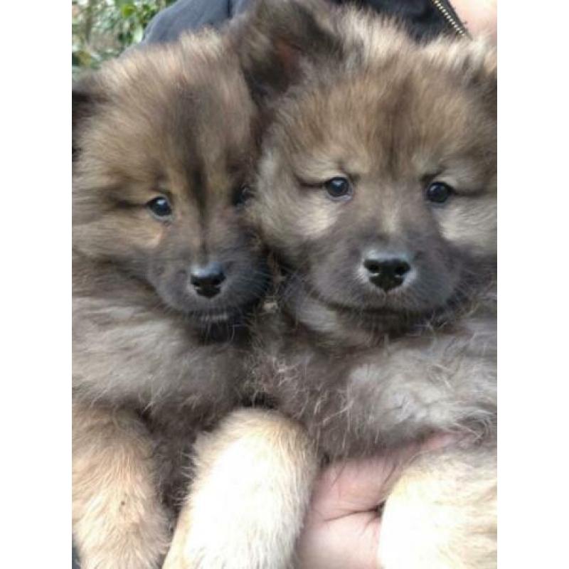 Eurasier x keeshond pups