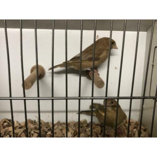 Groenlingen goulds spitsstaarten zilverbekjes zebravinken