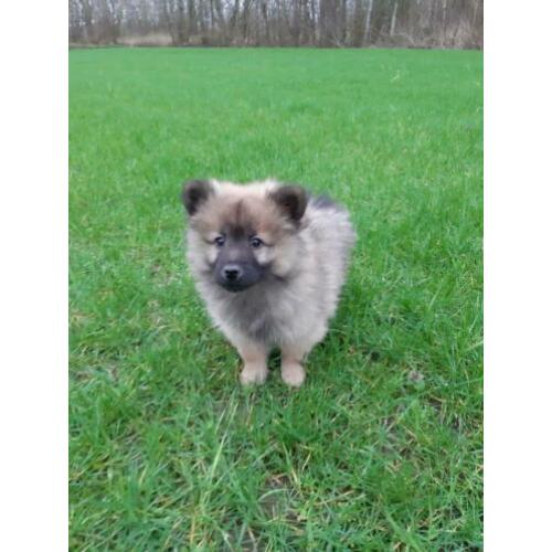 Eurasier x keeshond pups