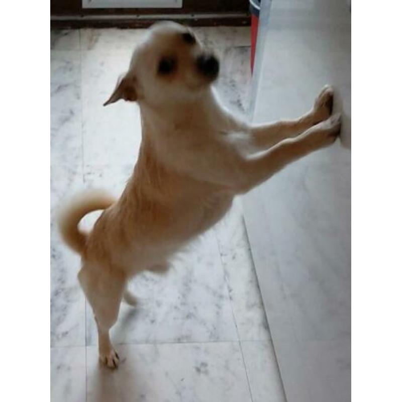 Kruising chihuahua jackrussel 14mnd