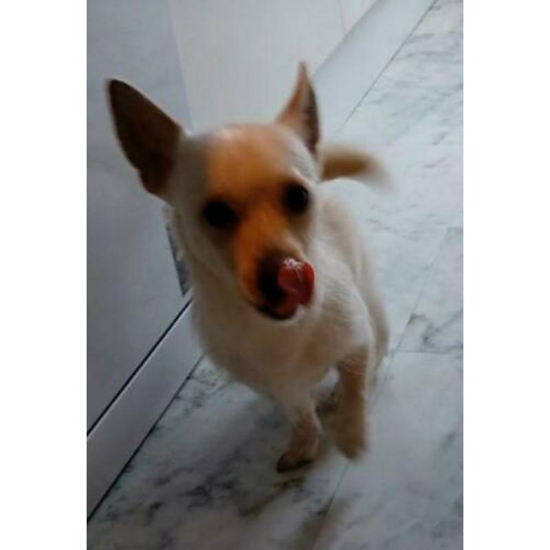Kruising chihuahua jackrussel 14mnd