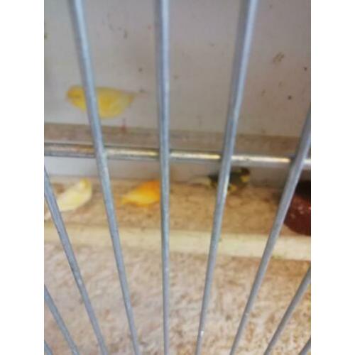 Kanaries 6 stuks bieden zitte koud