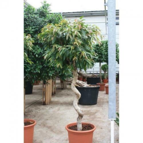 Ficus 'amstel King' 240-250cm - Spiraal Stam art54661