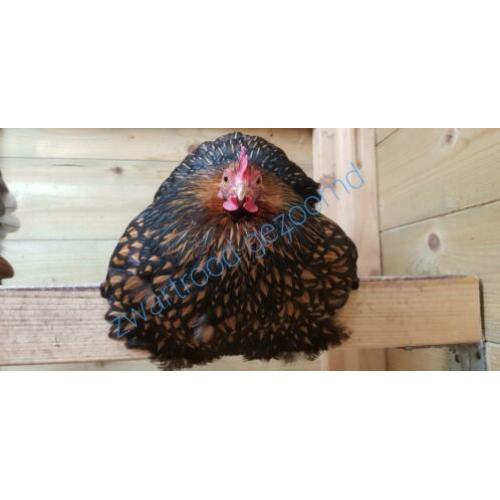 Broed eieren cochin kriel gezoomd