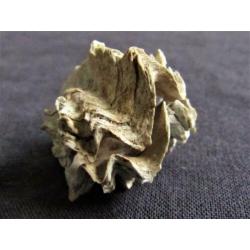 Fossiele schelp: Puntgaaf doublet Ostrea sp. - Eoceen