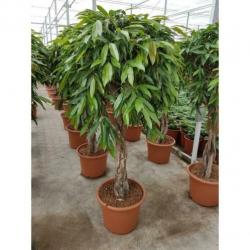 Ficus 'amstel King' 240-250cm - Spiraal Stam art54661