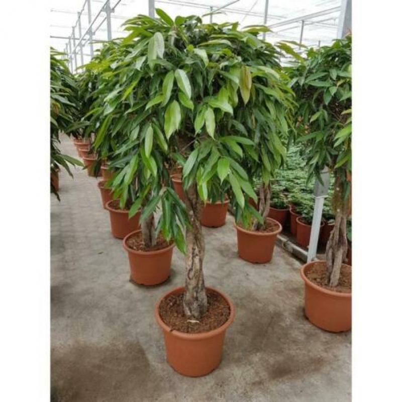 Ficus 'amstel King' 240-250cm - Spiraal Stam art54661