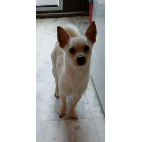 Kruising chihuahua jackrussel 14mnd