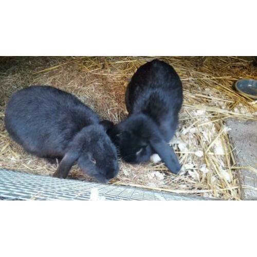 Nhd konijnen koppels