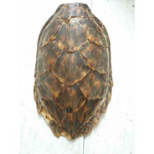 Antieke (1920/1930) Schildpad schild van 27cm voor €40!
