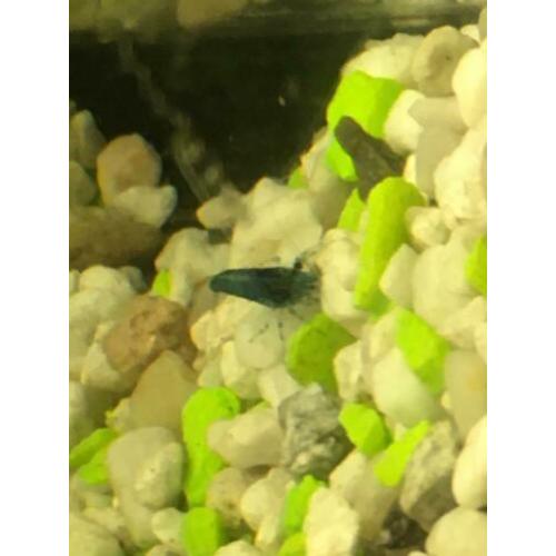 Dream bleu garnalen met aquarium 40 liter