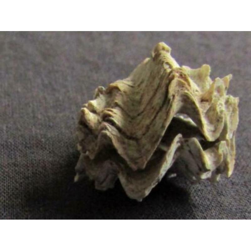 Fossiele schelp: Puntgaaf doublet Ostrea sp. - Eoceen