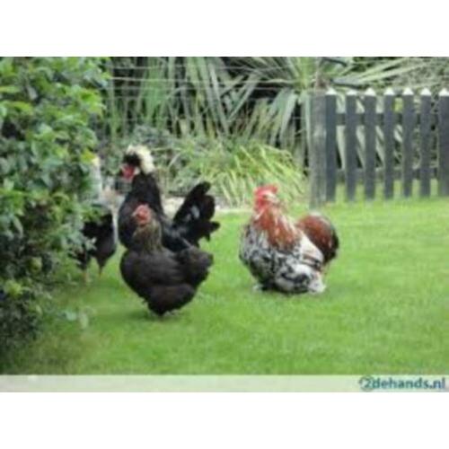 SIERKIPPEN:SierLegkippen,SierGroteKippen,SierKrielkippen.