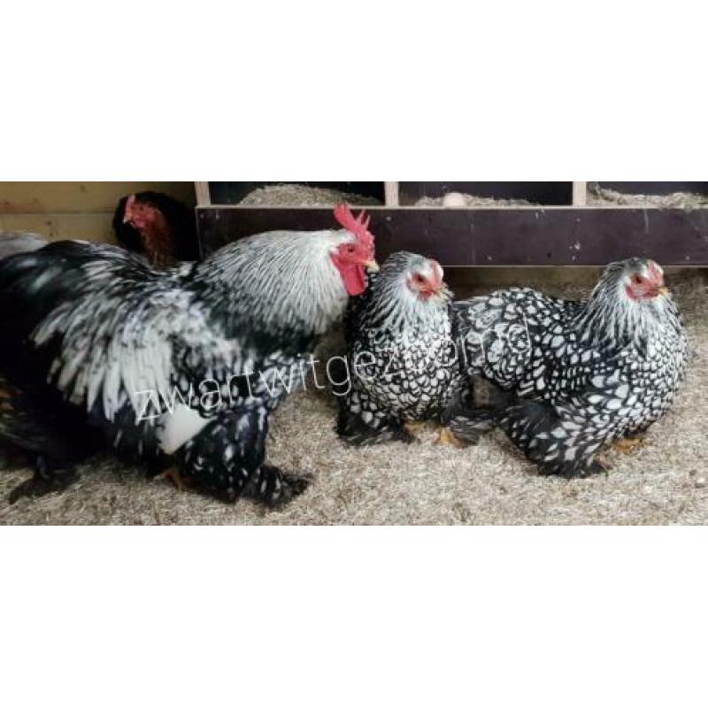 Broed eieren cochin kriel gezoomd