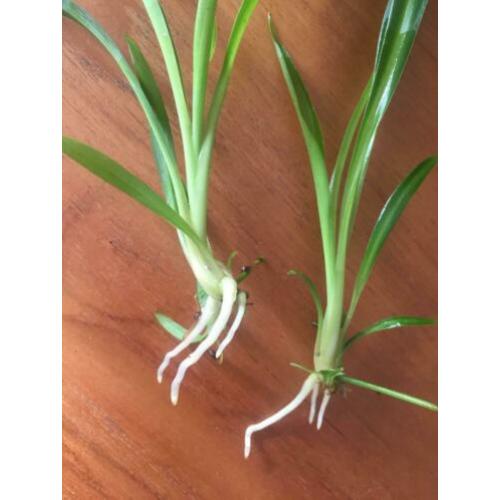 Gewortelde stekjes groene Chlorophytum, graslelie