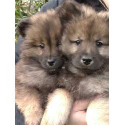 Eurasier x keeshond pups