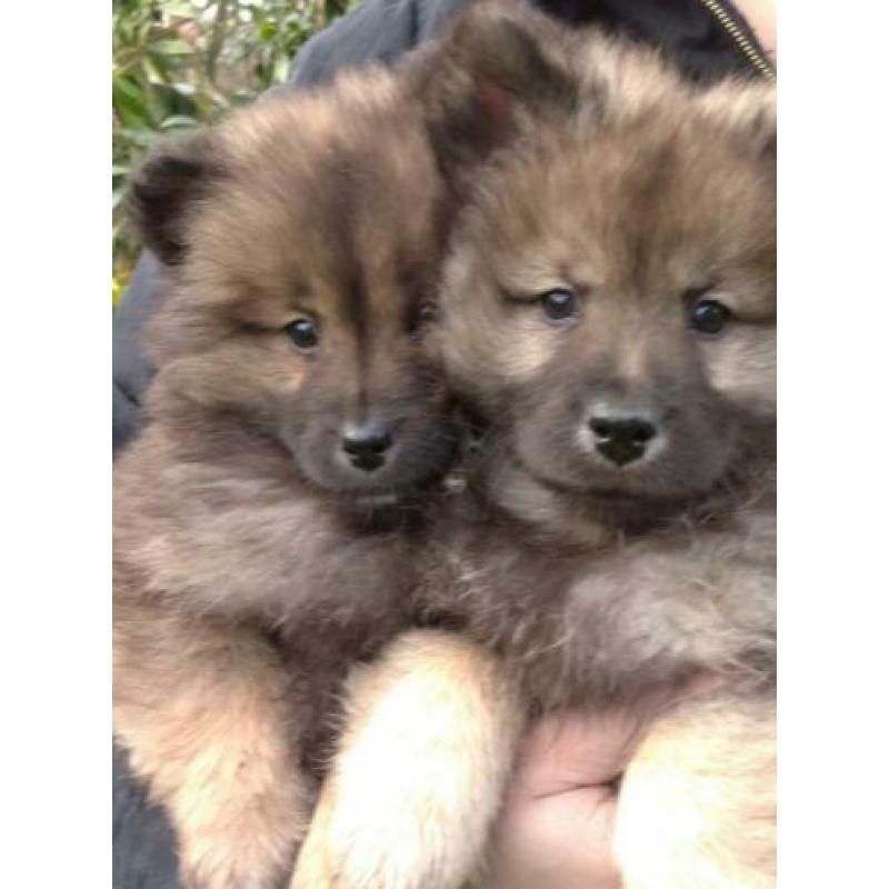 Eurasier x keeshond pups