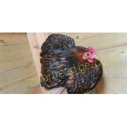 Broed eieren cochin kriel gezoomd
