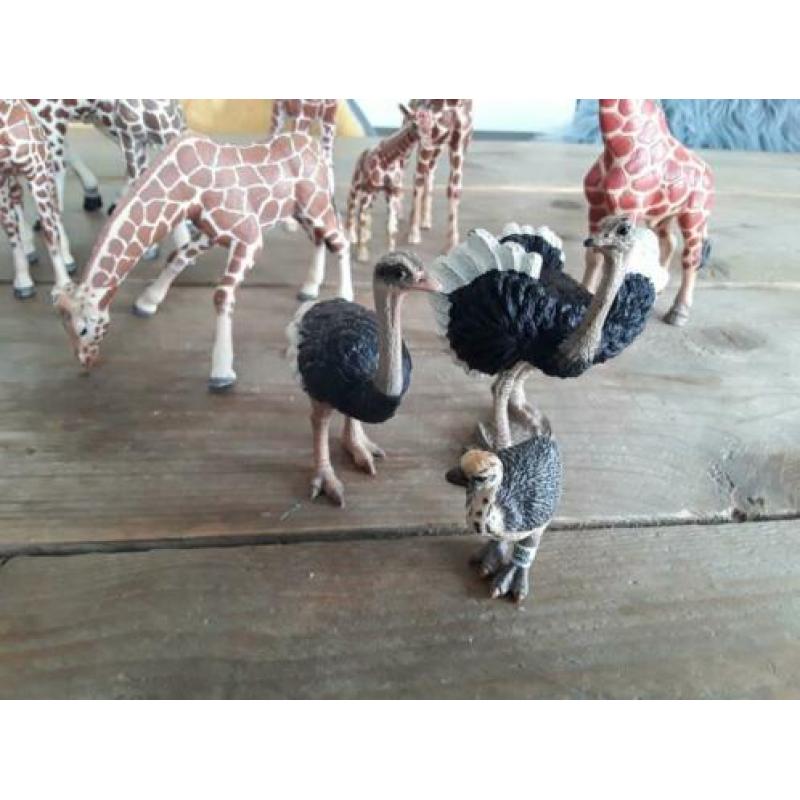 Schleich giraf, zebra, struisvogel.