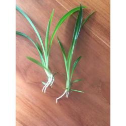 Gewortelde stekjes groene Chlorophytum, graslelie