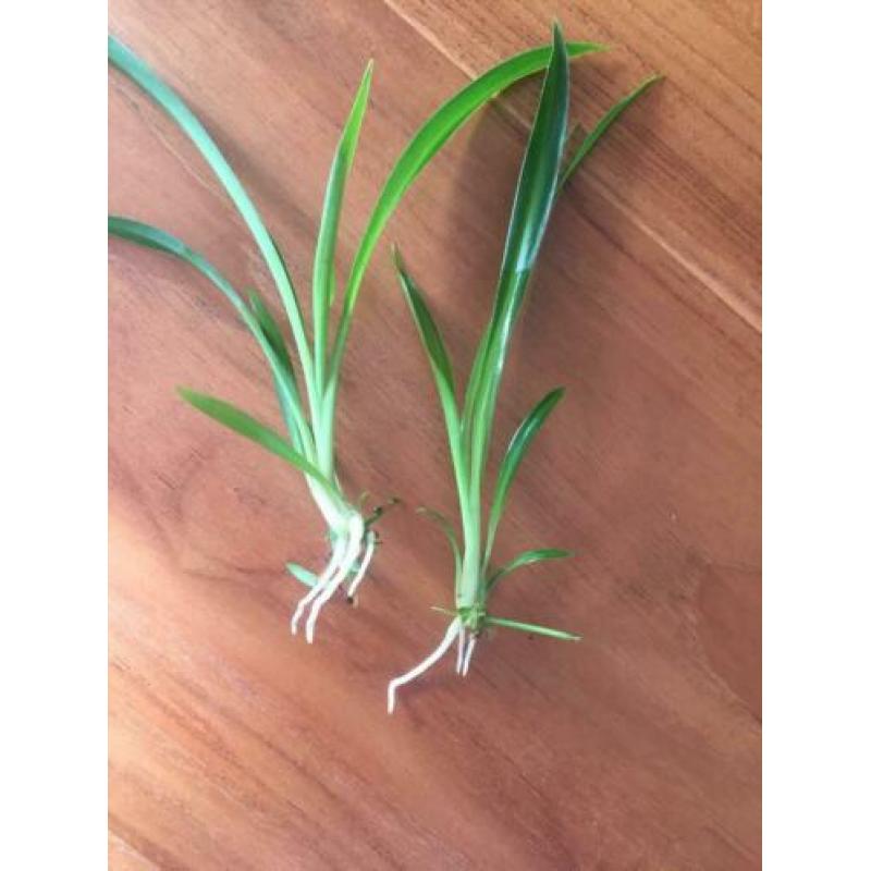 Gewortelde stekjes groene Chlorophytum, graslelie