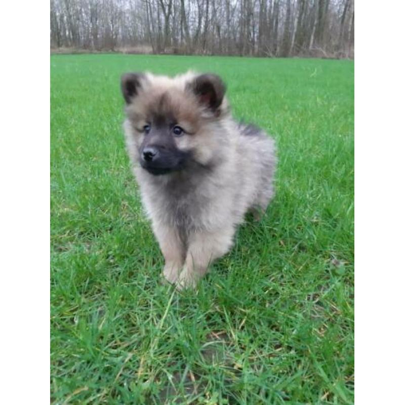 Eurasier x keeshond pups
