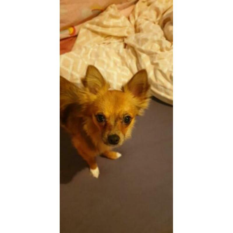 Chihuahua