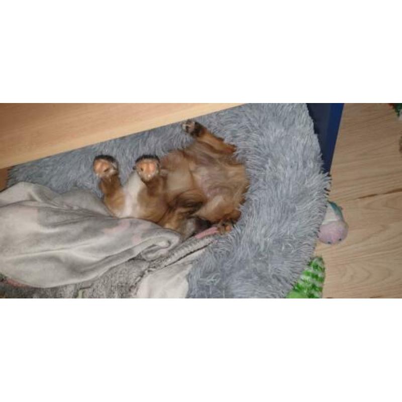 Chihuahua