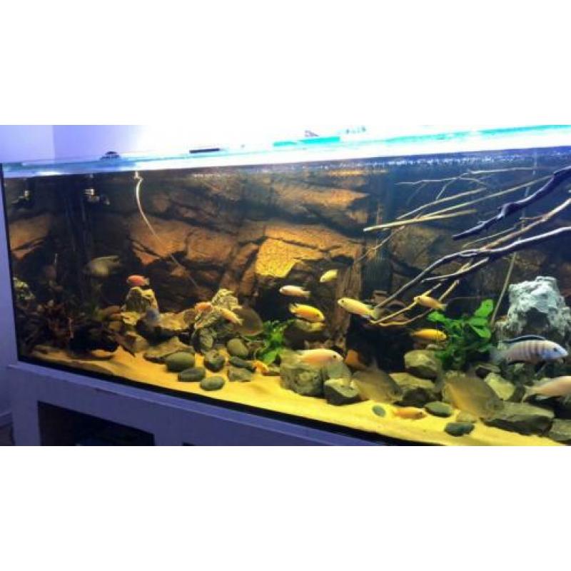 Groot aquarium te koop
