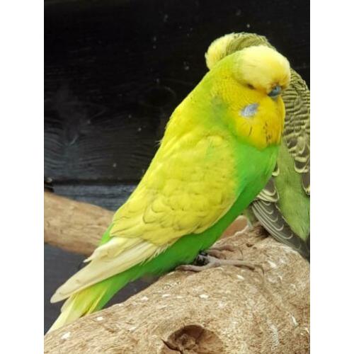 Mooie Engelse grasparkieten 2019.