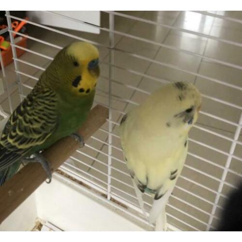 2 parkieten met een luxe staande kooi incl. alle toebehoren