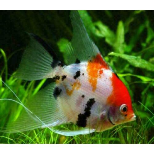 prachtige maanvissen / Pterophyllum scalare, tropische vis