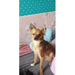 Chihuahua