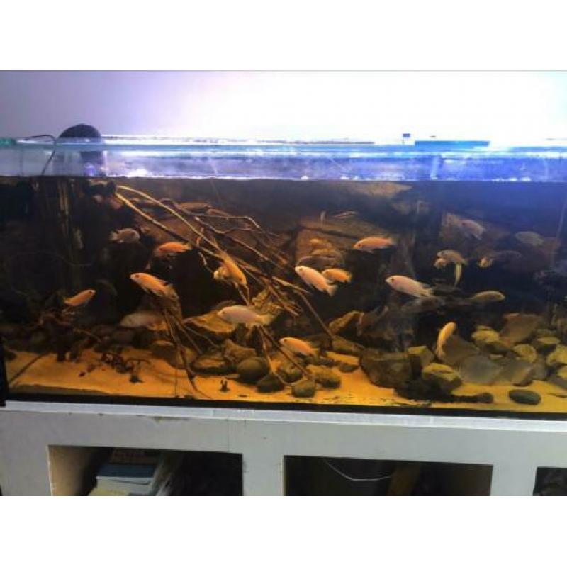 Groot aquarium te koop