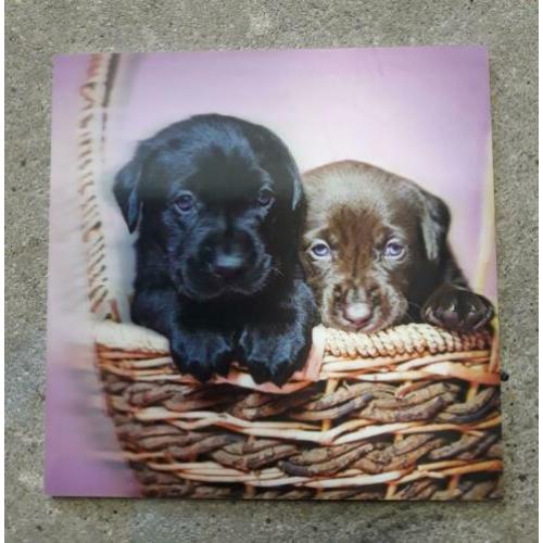 "Schilderij" hondjes