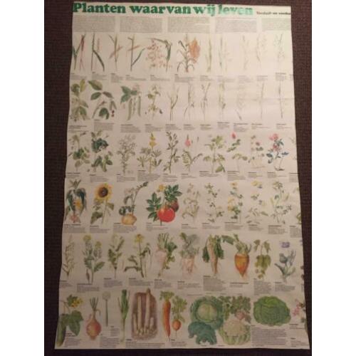 Schoolplaten/posters