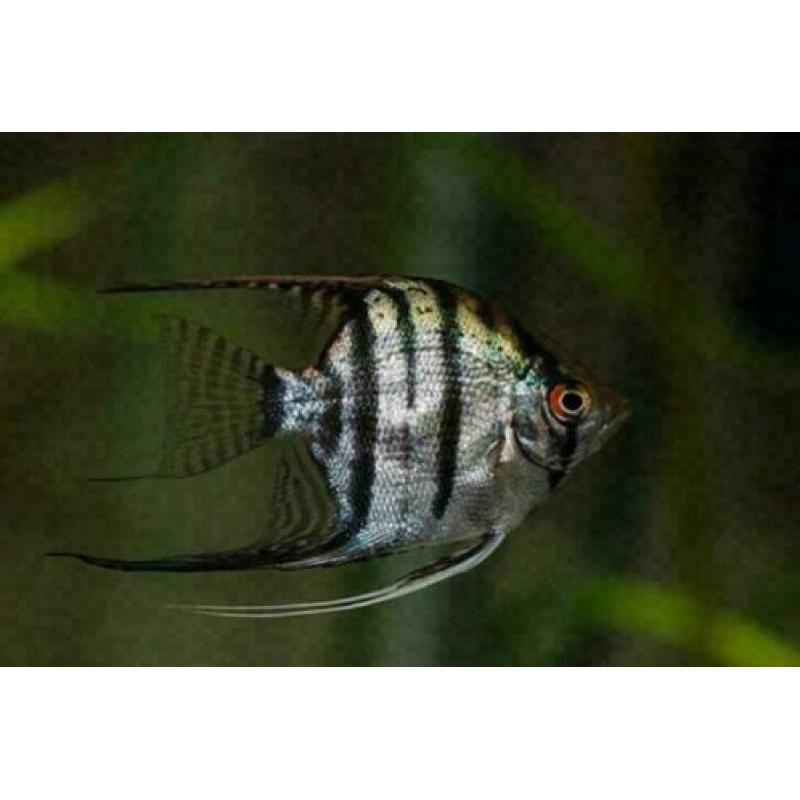 prachtige maanvissen / Pterophyllum scalare, tropische vis