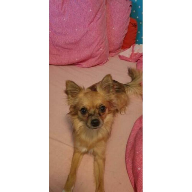 Chihuahua