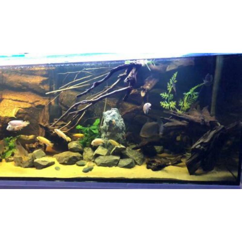 Groot aquarium te koop