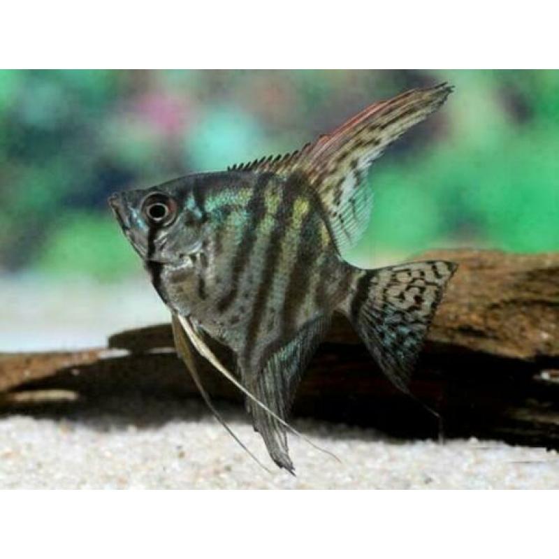 prachtige maanvissen / Pterophyllum scalare, tropische vis